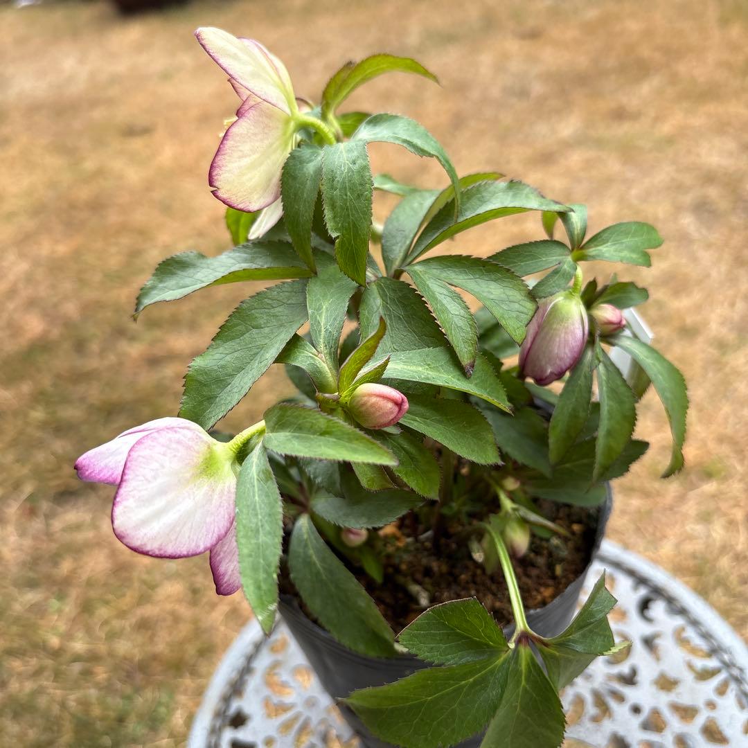 n*a様 クリスマスローズ 開花株☆