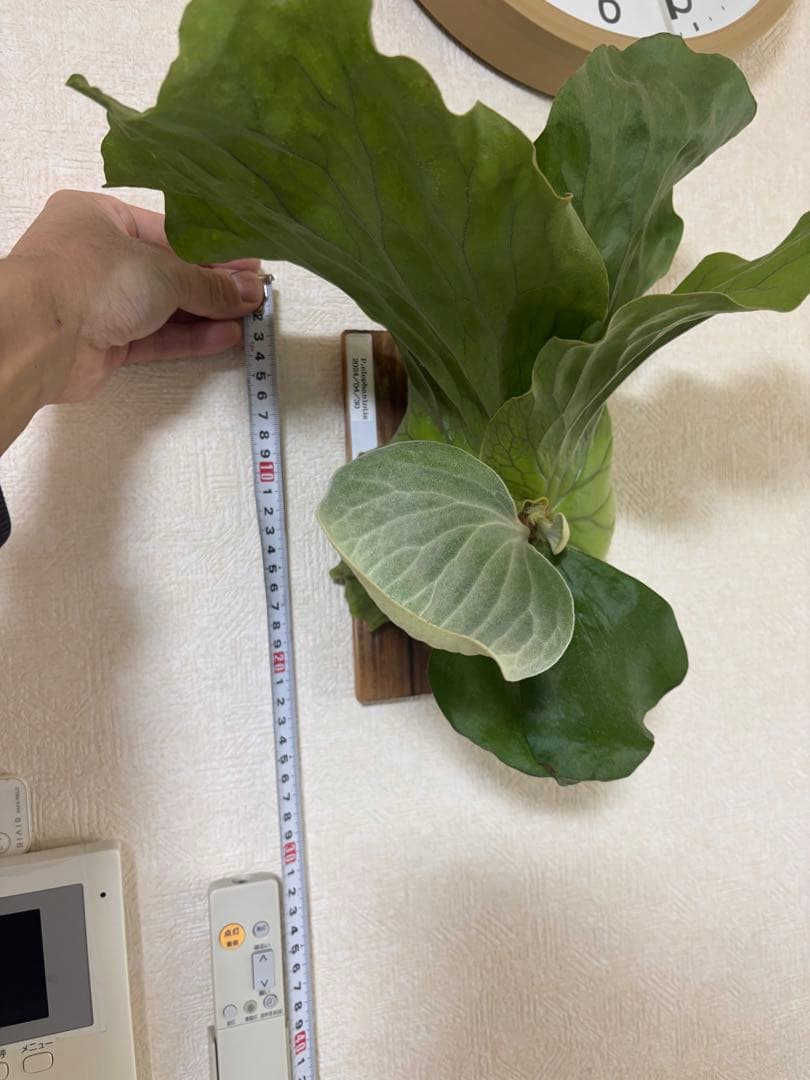 ビカクシダ アンゴレンセ エレファントティス