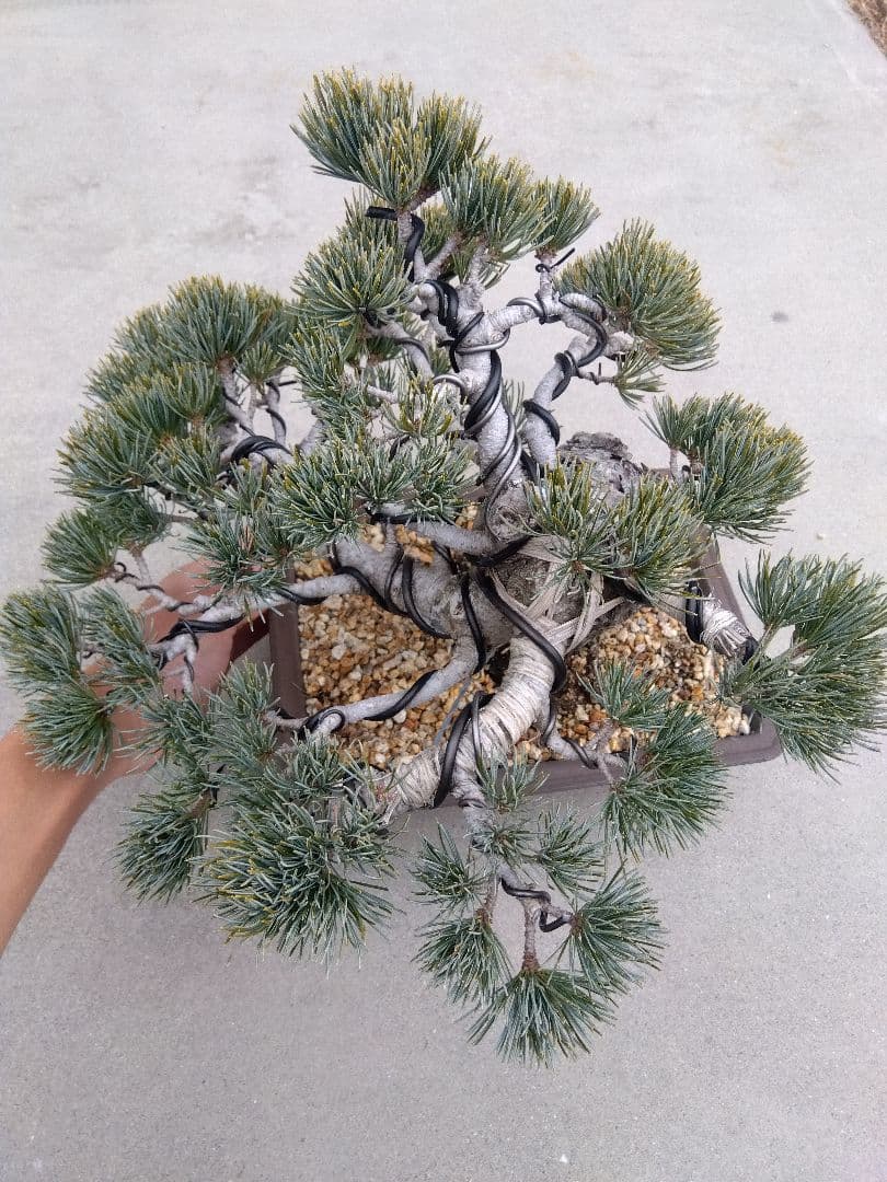 五葉松　盆栽　極太❗良樹形❗8号陶器鉢つき　ゆ