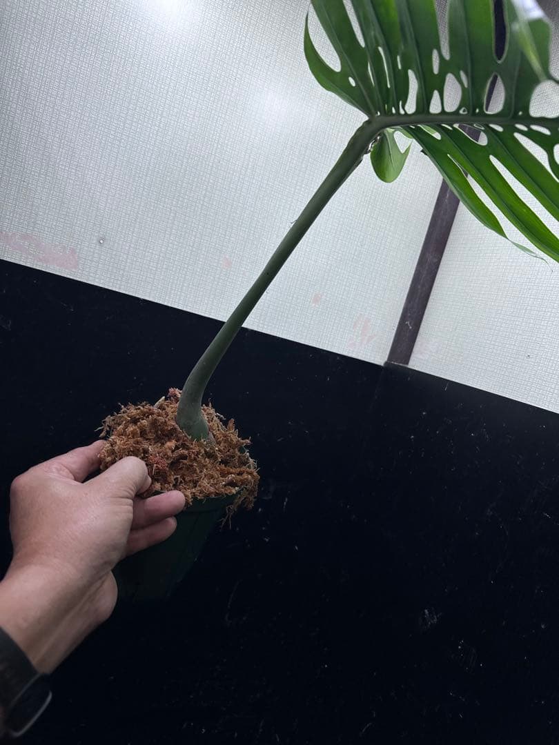 し*お様 モンステラデリシオーサマクロコズム超希少系統鉢植え58㎝