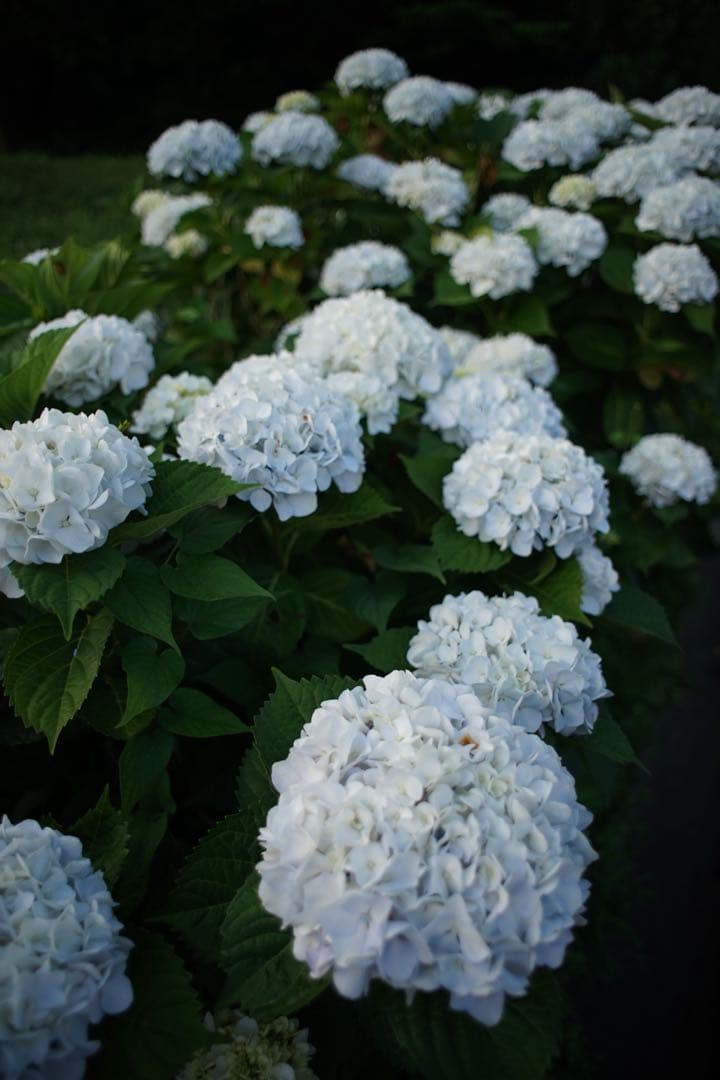 作例付き　MINOLTA AF 24mm F2.8 管mpr