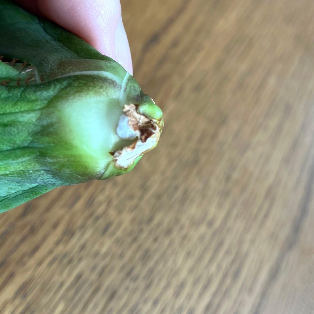 T*☆様 【初売りオークション】111 REZA産　目玉　選抜　アガベ　BUFF