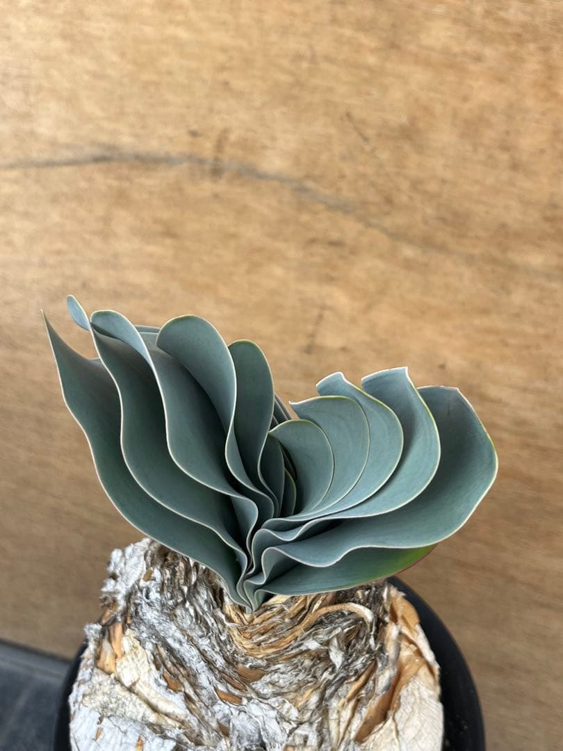 ブーファン　ハエマンソイデス　（検　ハエマントイデス　ディスティチャ