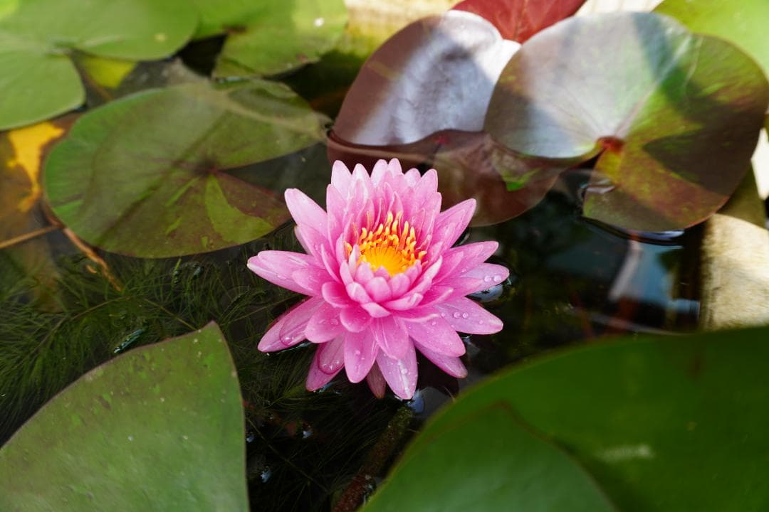 【美品】 VLOGCAM ZV-E10 パワーズームレンズキット ブラック