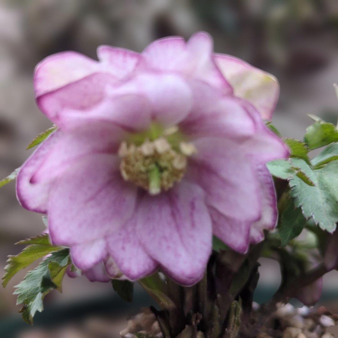 ト*畑様 大木ナーセリー❤️ クリスマスローズ❤️ いろは交配❤️