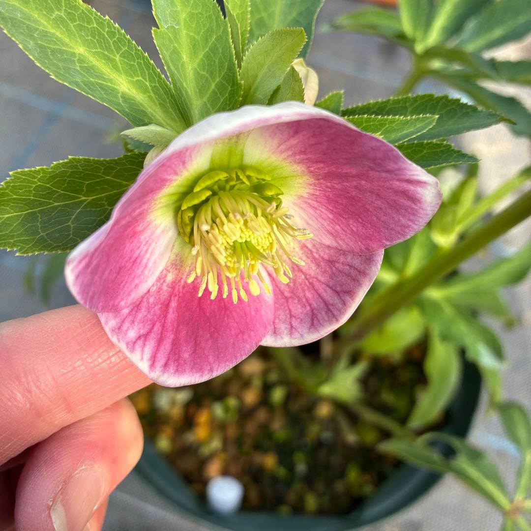 クリスマスローズ　7寸　パステリッシュ　親株