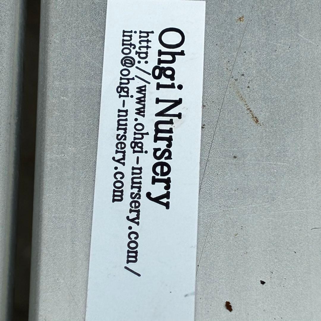 ぽ*た様 3574☘️蕾花タグ付き☘️超極上☘️超希少⭐️SD⭐️蜃気楼⭐️大木