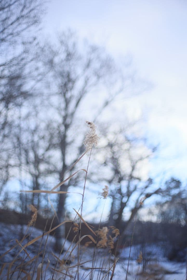 YASHICA AUTO YASHINON DS-M 50mm F1.7【美品】