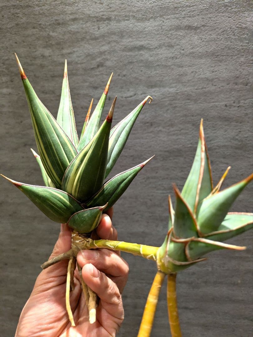 s*o様 希少　ピングイキュラ　斑入り　子株付き　特大株　サンスベリア　ロリダ