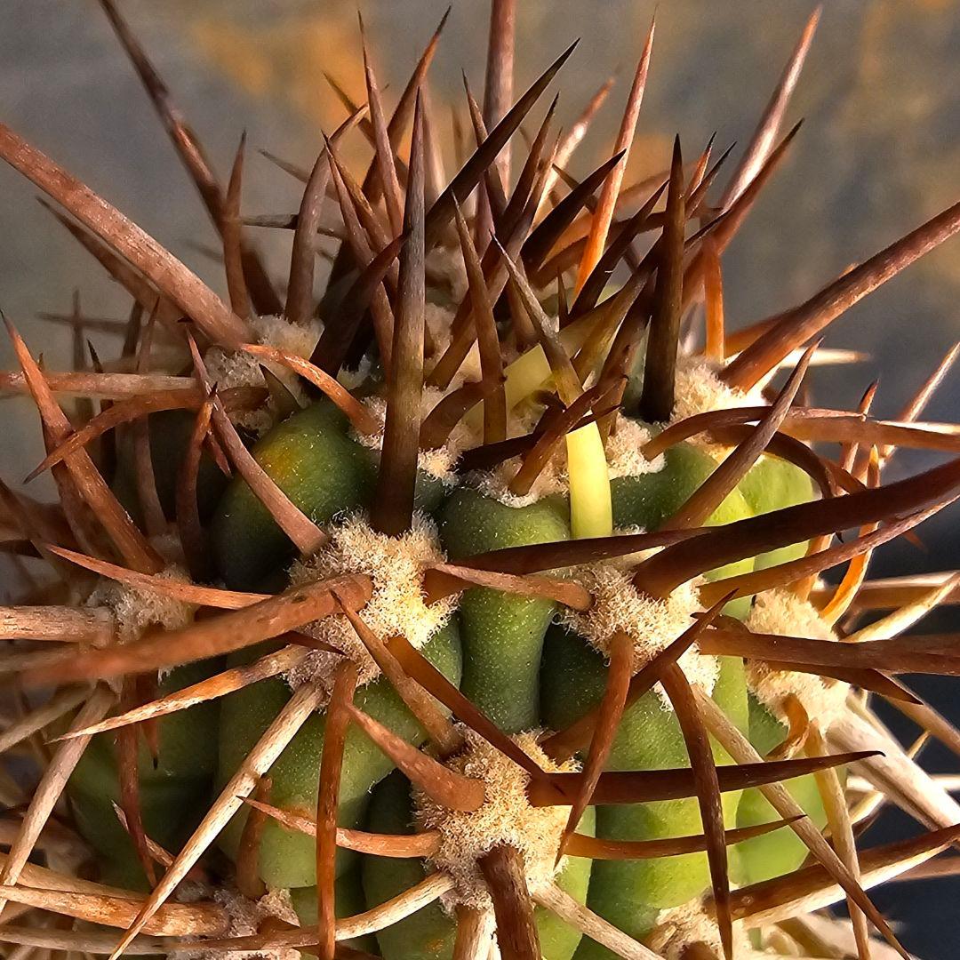 サボテン Trichocereus chilensis