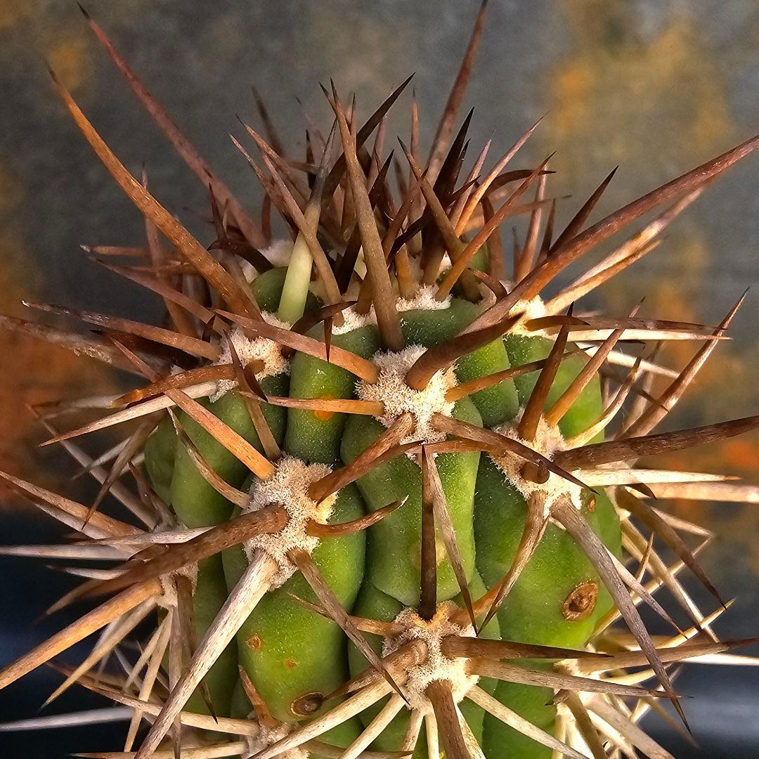 サボテン Trichocereus chilensis