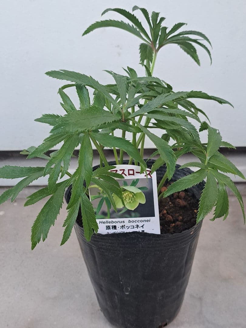 クリスマスローズ　ボッコネイ　４号　芳香　原種