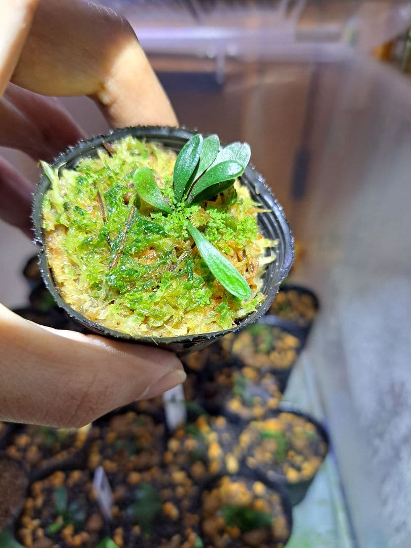 タ*ケ様 熱帯植物　シダ　希少種　Haplopteris heterophyll