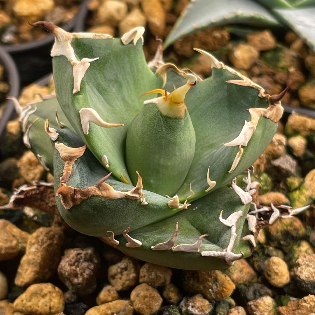 【26A】アガベ オテロイ 種子 500粒 Agave oteroi