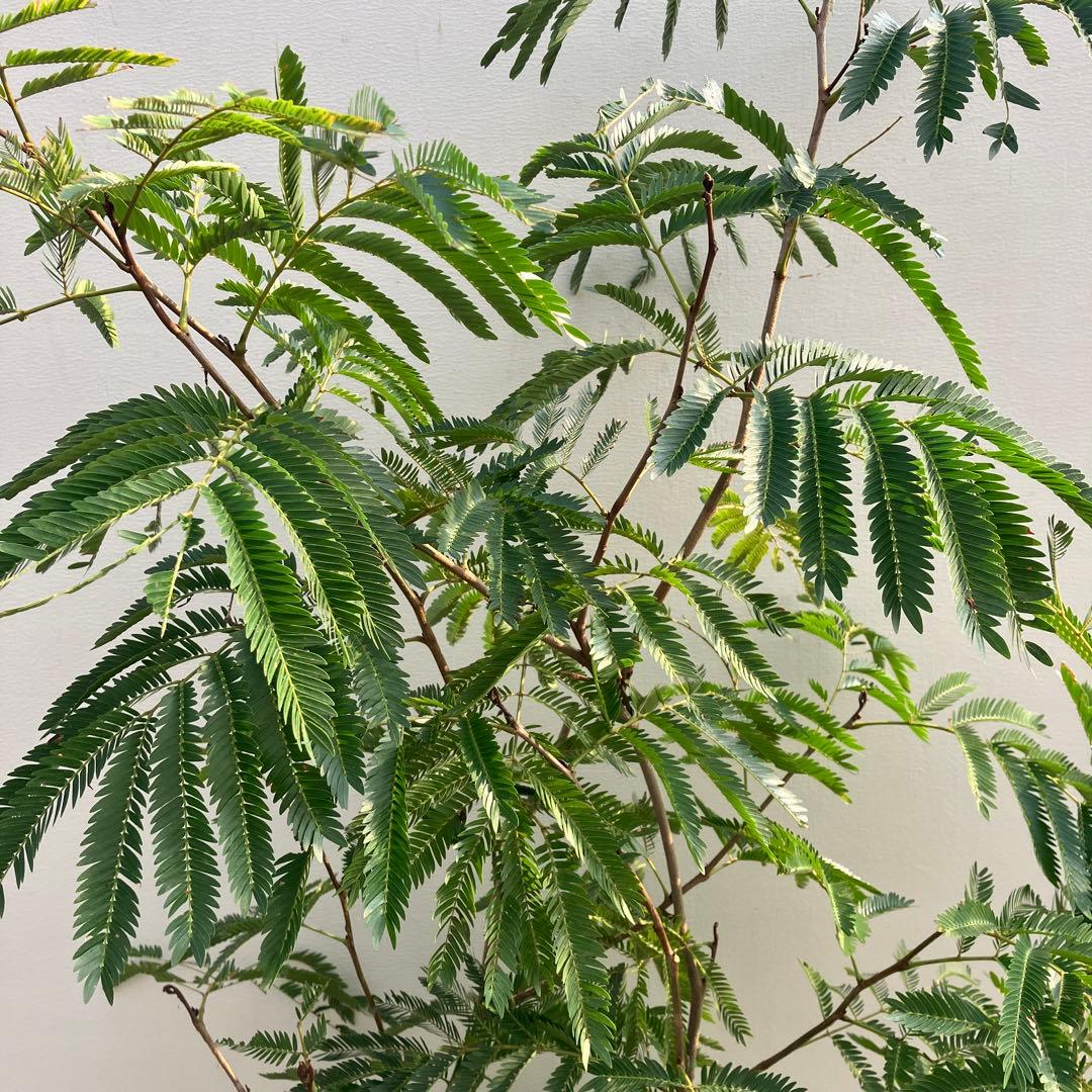 ネムの木　エバーフレッシュ　鉢皿付き