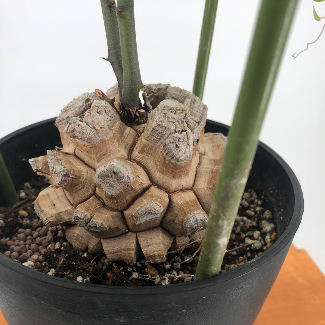 ① アフリカ亀甲竜　5号