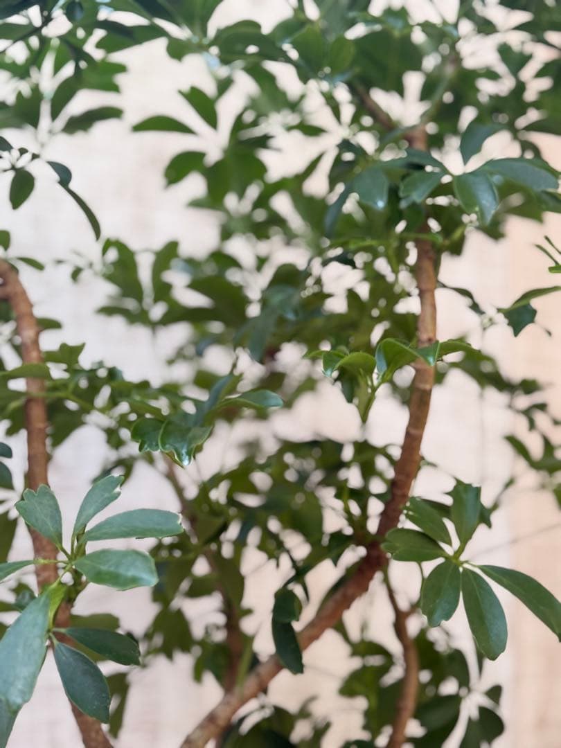 ☆ シェフレラ レナータ♪ 96cm ボリューム感◎