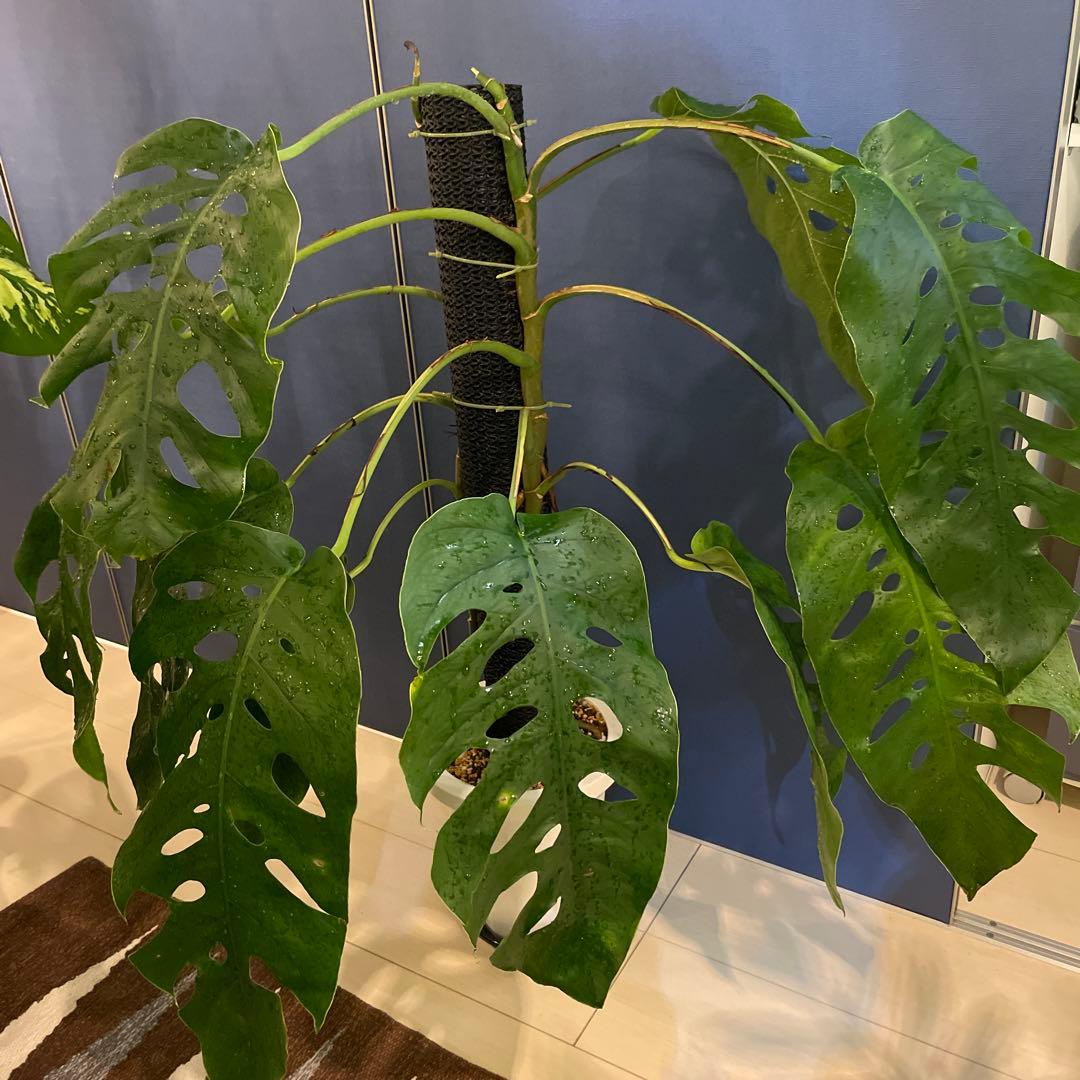 特大 モンステラ デュビア 希少