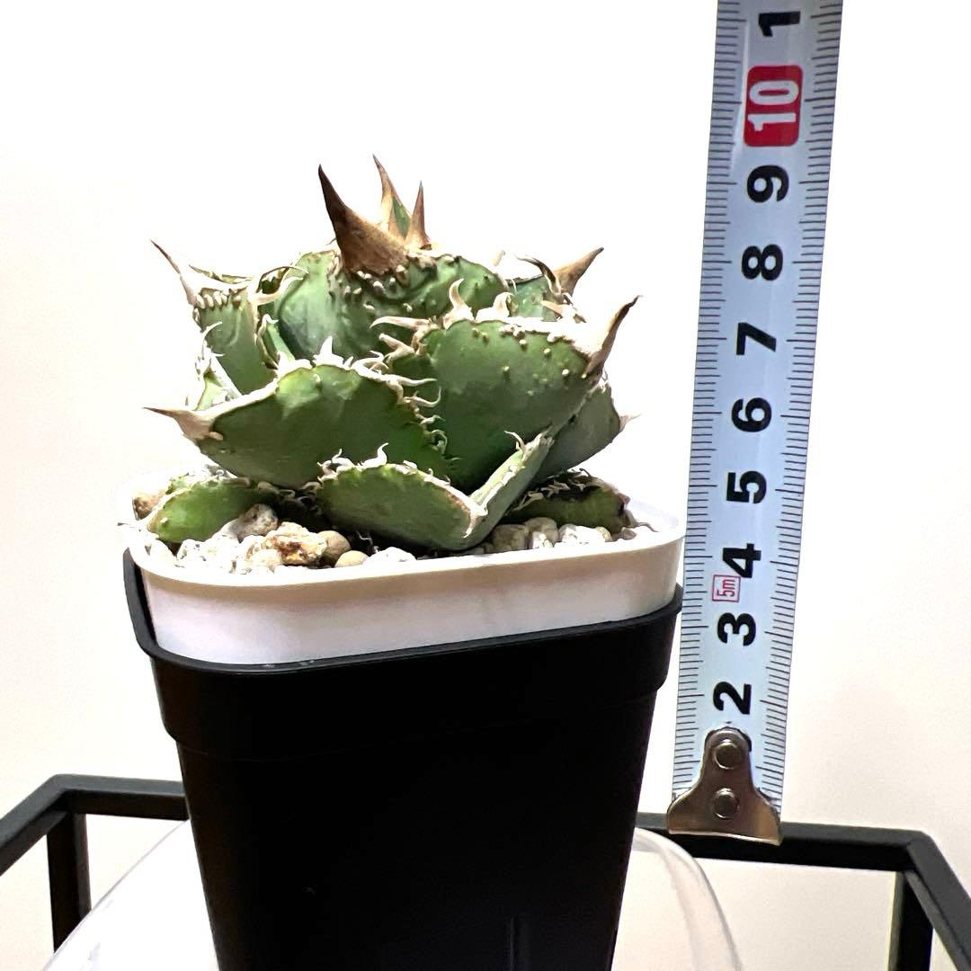 アガベ 鉢植発送 ブツブツ系 ノーネーム 極上血統 スペシャル個体 超特選株