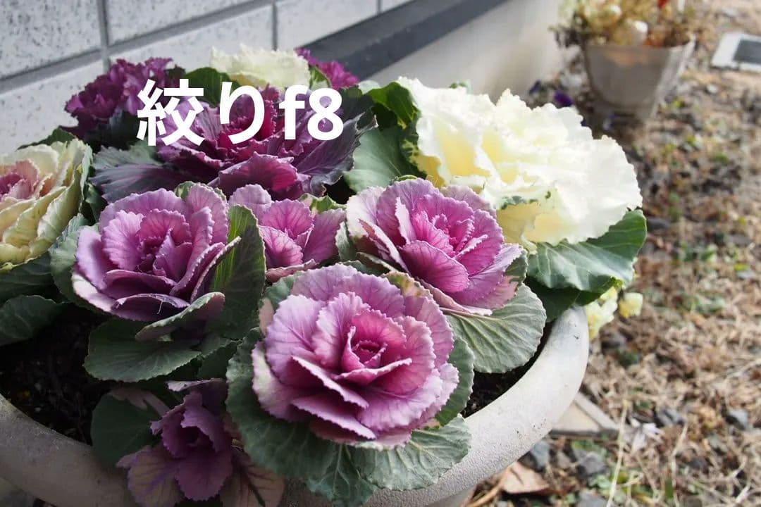 Panasonic LUMIX 20/1.7 単焦点レンズ 2/8まで限定出品