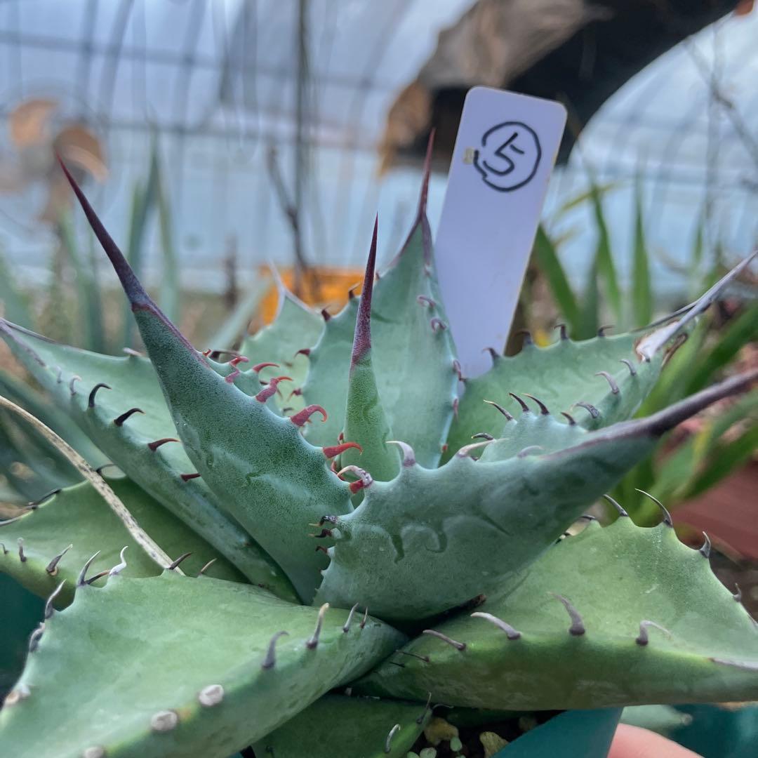 レトロ アガベ マルガリータ