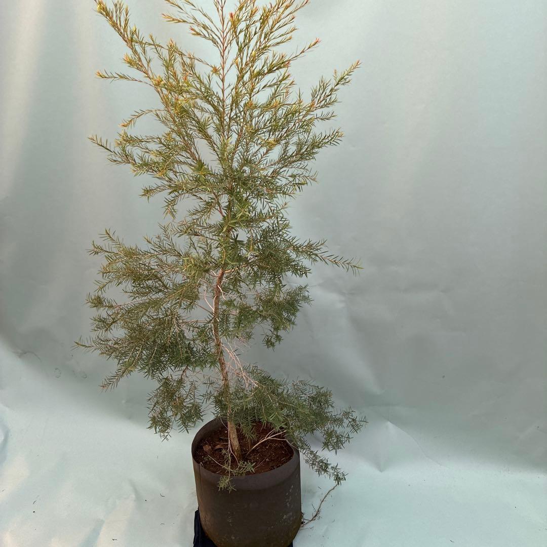 メラレウカ　スノーインサマー