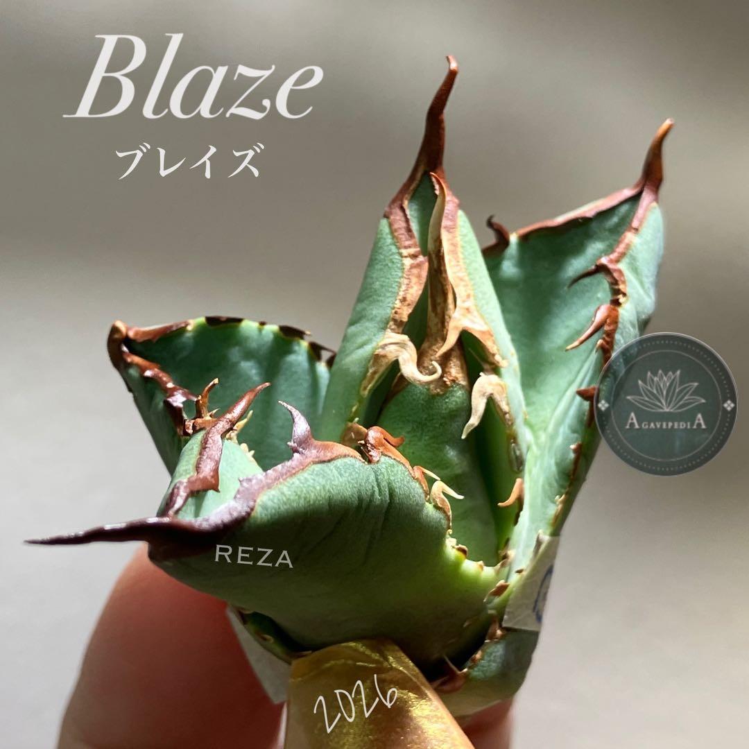 匿名配送【初売り】②REZA産　イラン株　アガベ　BLAZE ブレイズ