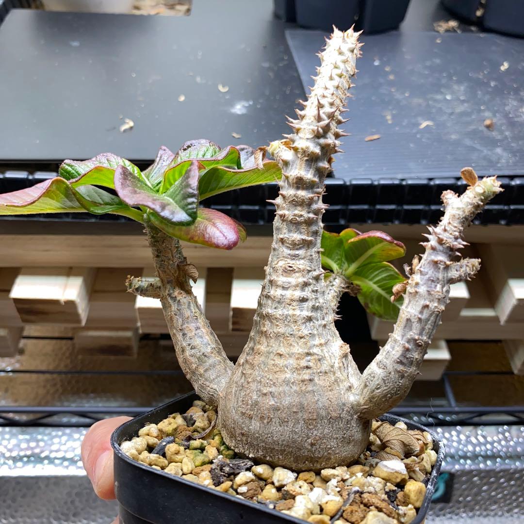 パキポディウム　ウィンゾリー　実生　国内実生株　美形