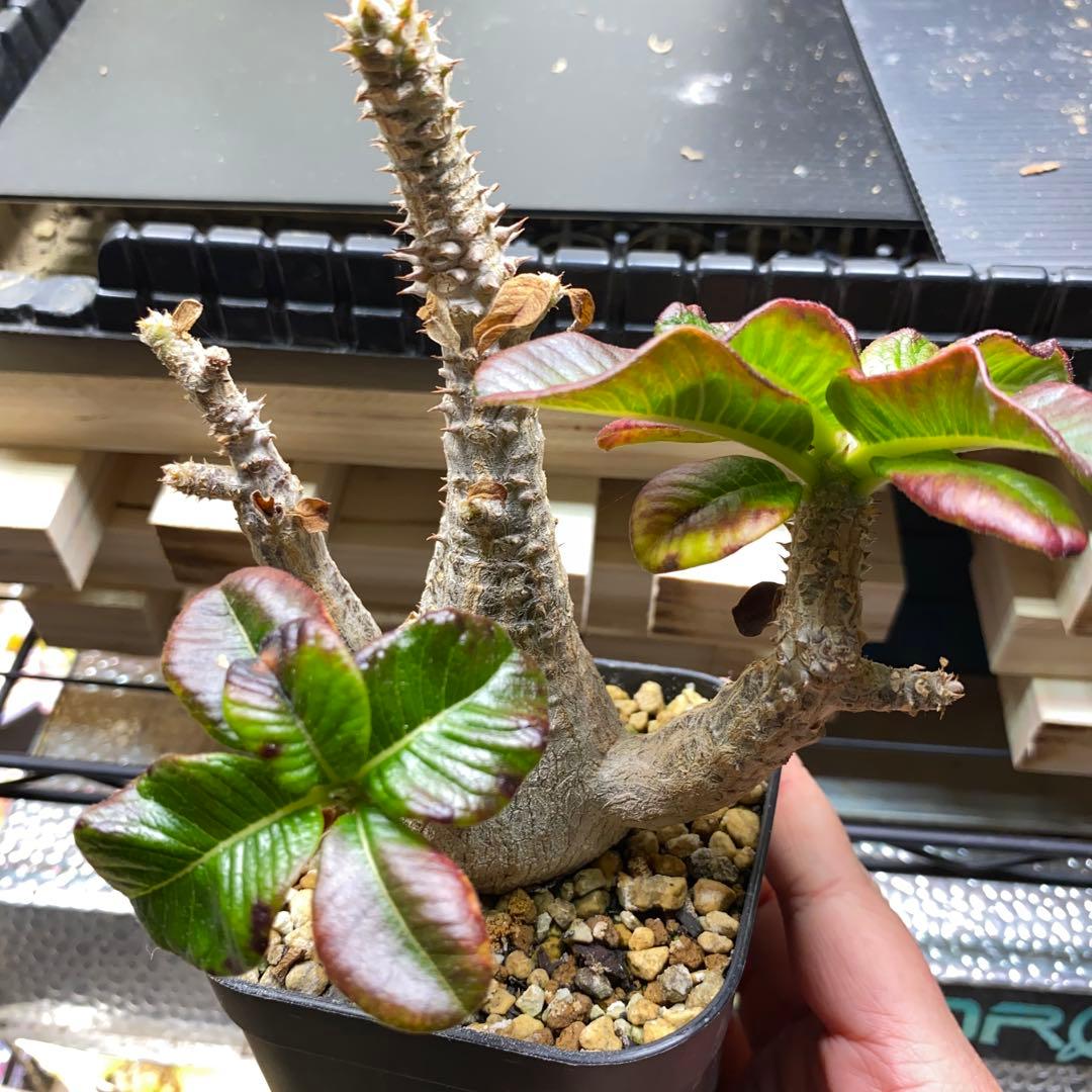 パキポディウム　ウィンゾリー　実生　国内実生株　美形