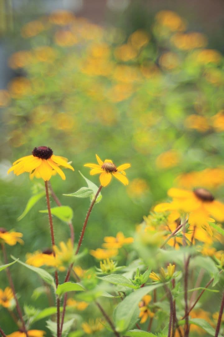 TAMRON SP 28-80mm F3.5-4.2 27A 【光学美品】