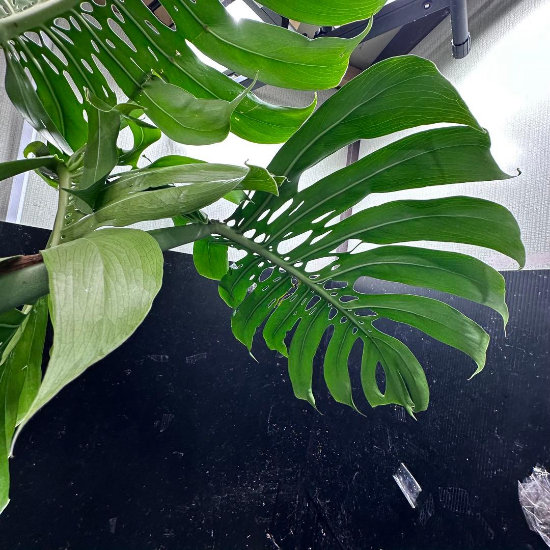 g*n様 モンステラデリシオーサマクロコズム超希少系統鉢植え105㎝
