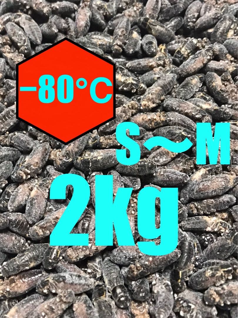 清潔コオロギ　S〜Mサイズ　2kg 冷凍コオロギ　クロコオロギ　フタホシコオロギ