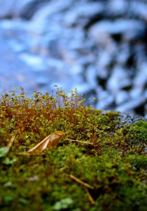 ねい様 NIKON　D70　広角から中望遠　初心者　一眼レフ⚡️ニコン⚡️