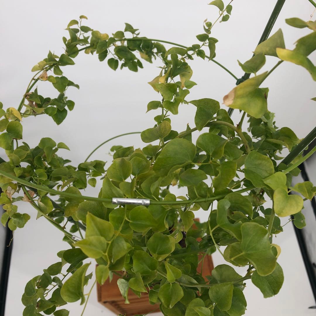 アフリカ亀甲竜　5号