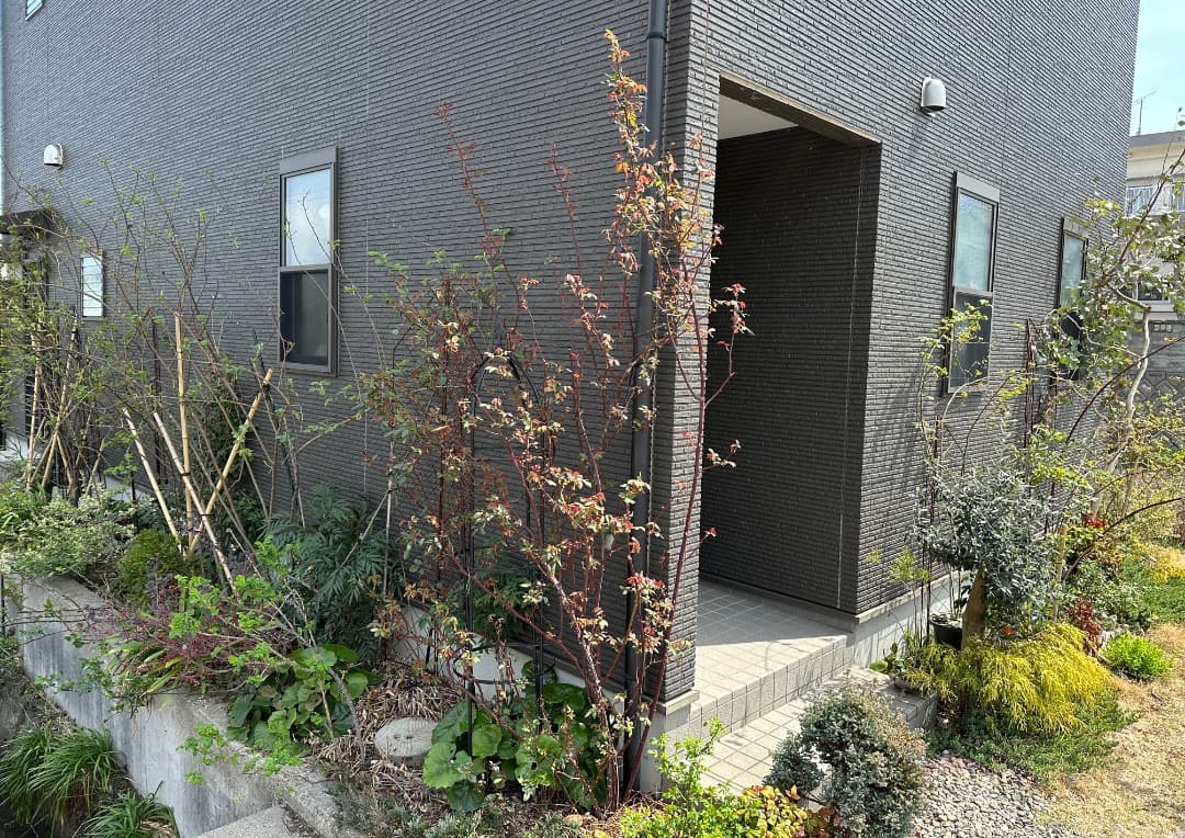 ERメアリー ディレイニー【大苗】イングリッシュローズ（モーティマーサックラー）