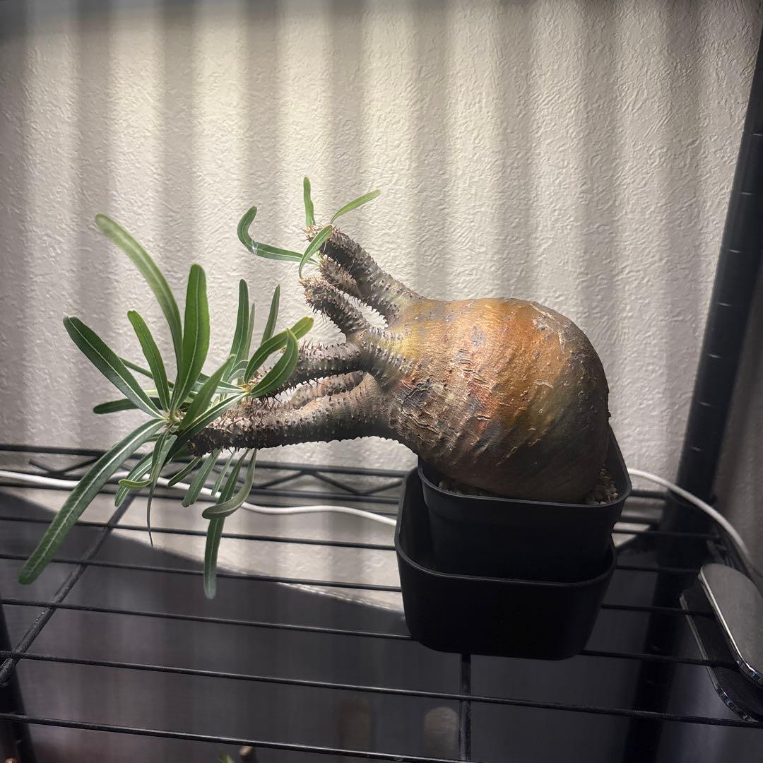 パキポディウム・グラキリス