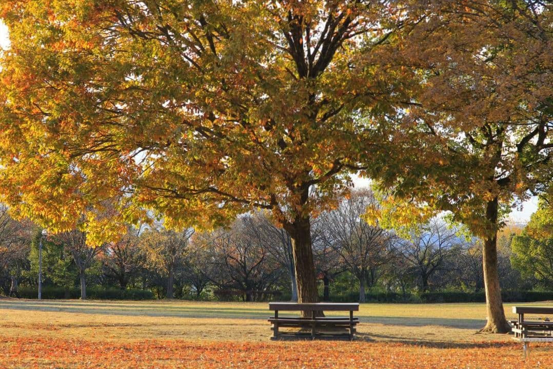 Canon NFD135mm F2.8　マニュアルフォーカスレンズ