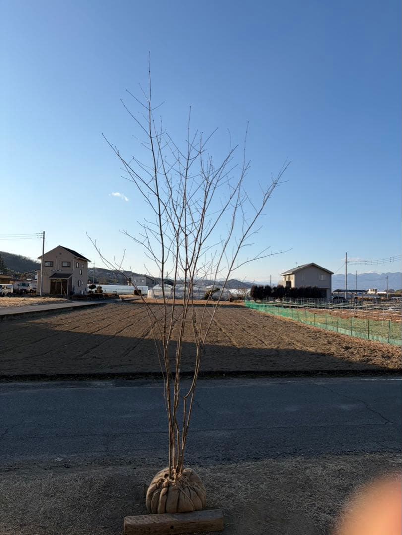 山採り アオダモ 株立ち 6本立ち 自然樹形