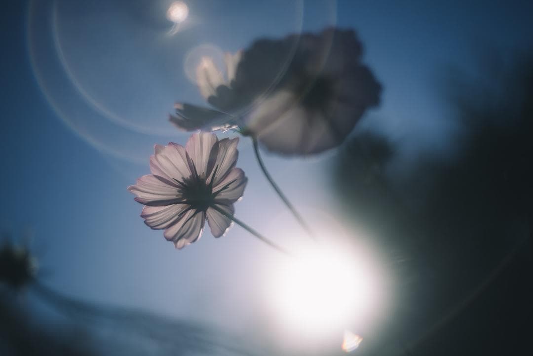 光が滲むライカの癖玉！Leica Summar 50mm f2 オールドレンズ