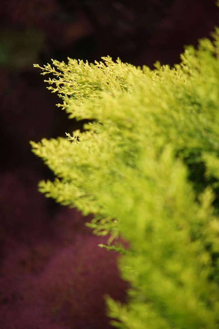 作例付き　Carl Zeiss TELE TESSAR 200mm F3.5