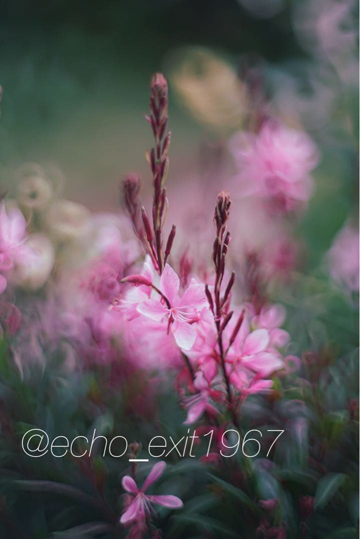 宝石レンズ_Super_Takumar_前期型　55mm_f1.8_al