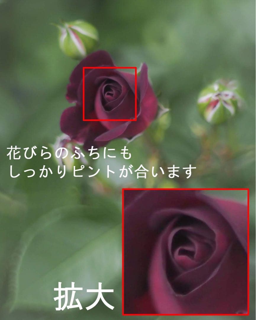 宝石レンズ_Super_Takumar_前期型　55mm_f1.8_al