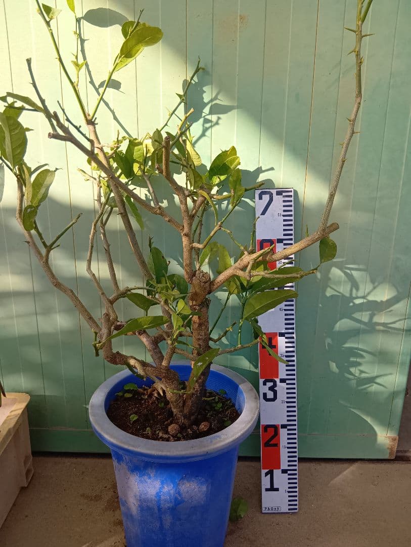 仏手柑（高さ70くらい）