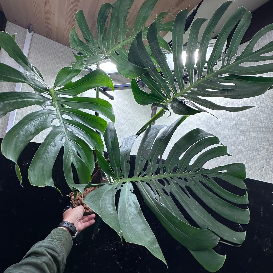 R*u様 モンステラデリシオーサマクロコズム超希少系統鉢植え108㎝レア