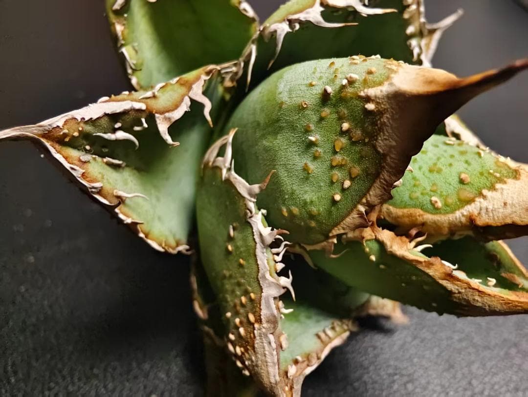 C*A様 アガベ チタノタ 麻花龍 極上強棘 特選美株 ブツブツ コレクシ Li