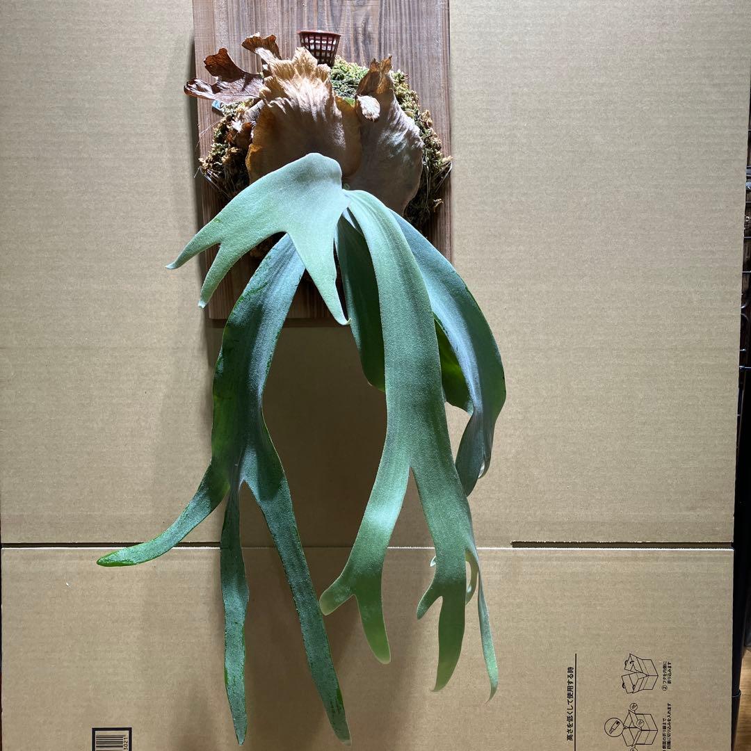 P.willinkii Sri Peuak×willinkii Watchara