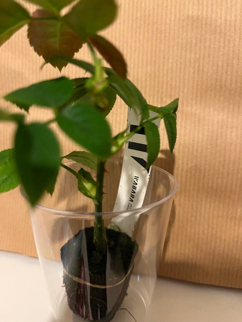 和バラ　バラ苗　和薔薇　正規品　最高傑作のバラ　レア 希少