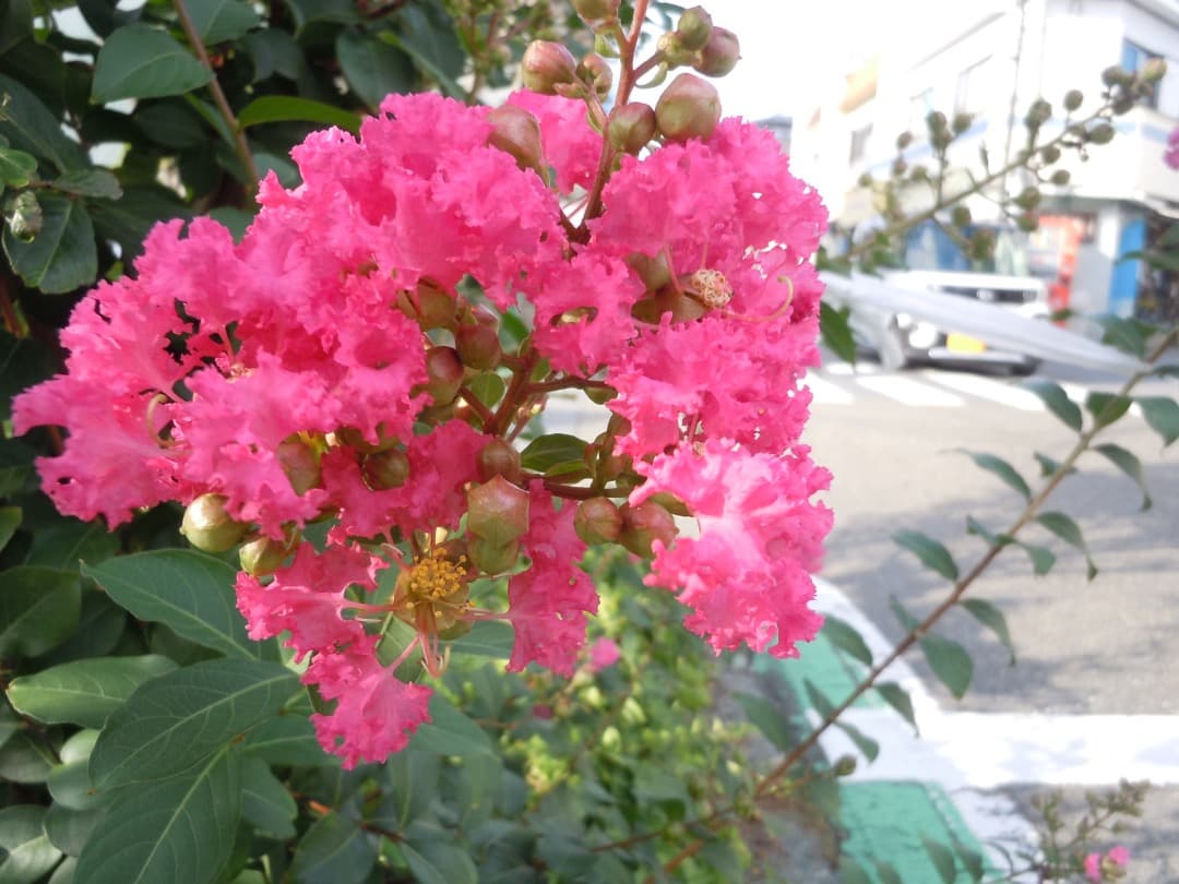 実写良⭕️【動作確認済】Nikon COOLPIX S6000 デジカメ