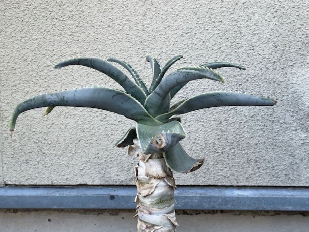 ダスティン■アロエ・ピランシーAloe pillansii/70cm■