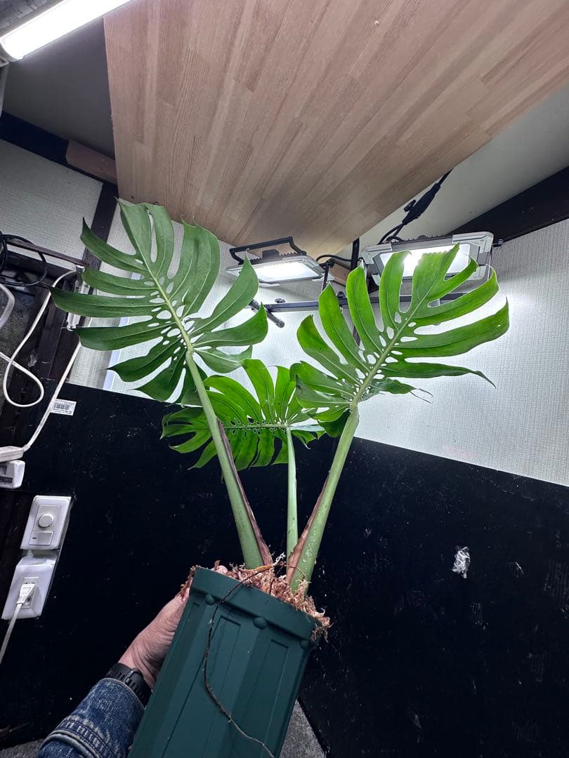 よ*君様 モンステラデリシオーサマクロコズム超希少系統鉢植え79㎝